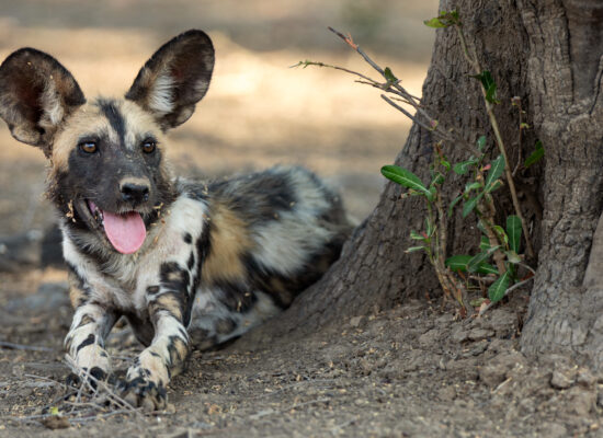 Sofia Lescano 4 Picture Shows: An African Wild dog (Lycaon pictus) shelters from the heat in the shade. She is a daughter of the alpha female, Storm.