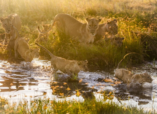 Sofia Lescano 1 Picture Shows: The Nsefu lion (Panthera leo) pride on the move with their cubs during the wet season.